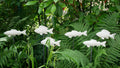 Deko Fisch, Beton Fisch, Gartendeko, Deko für den Garten, Dekoration, Fischschwarm, 100019