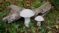 Deko Pilz, Beton Pilz, Gartendeko,Pilz für den Garten, Dekoration, Herbst, Herbstdeko, 100035