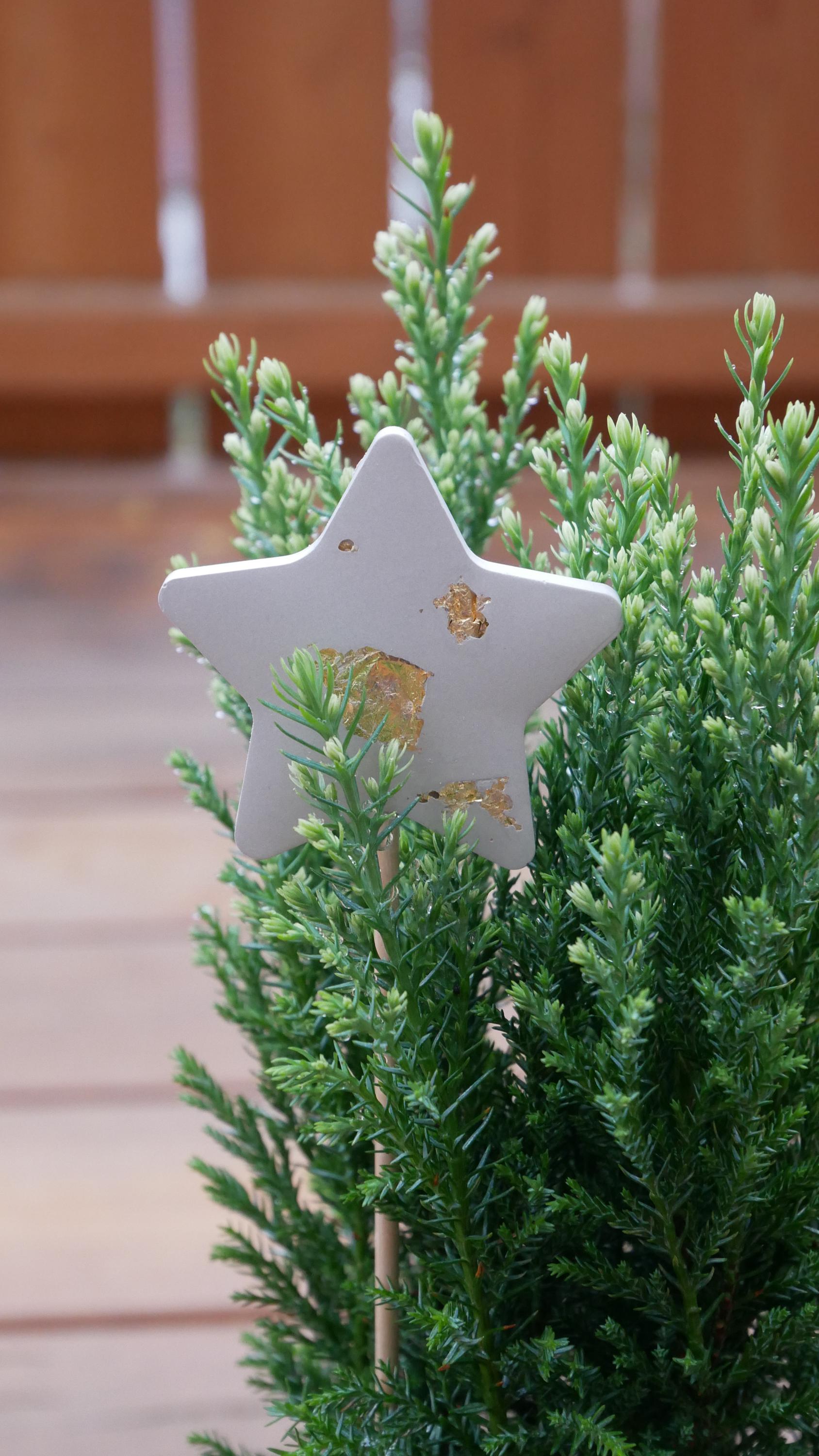 Blumenstecker, kleines Geschenk, nette Botschaft, Mitbringsel, Stern, Weihnachtsgeschenk, Weihnachtsdeko