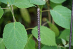 Baustahl Herz, Deko Herz, Gartenstecker Herz, Gartendeko, Stab für den Garten, 100027